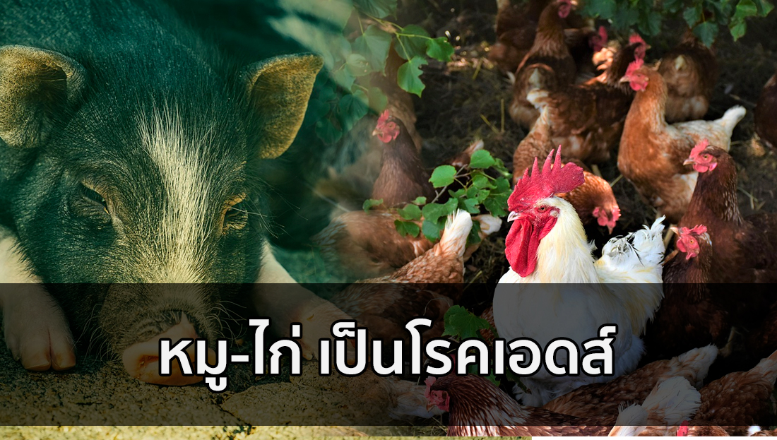 ข่าวปลอม อย่าแชร์! หมู-ไก่ เป็นโรคเอดส์